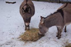 donkey-eating-straw.jpg
